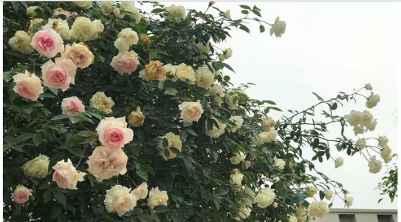 Ngày 8/3 cùng ngắm cây hồng bạch nở hàng trăm bông của người phụ nữ dành trọn niềm đam mê cho hoa ở Thái Nguyên